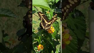 Florida butterfly [upl. by Chrysler]