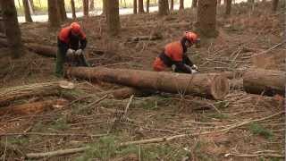 SICUREZZA e SALUTE nei CANTIERI FORESTALI video completo [upl. by Nnalatsyrc90]