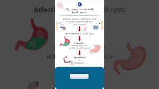 Giardia lambliaLife cycle parasitology microbiology pathology neet neetpg lifecycle science [upl. by Jaunita588]