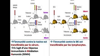 Bac sciences SVT le déroulement de la réponse immunitaire باكالوريا علوم [upl. by Iron]