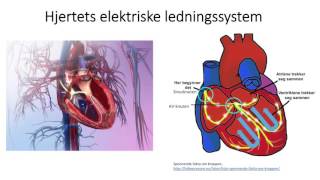 Sirkulasjonssystemet Hjertets elektriske ledningssystem [upl. by Devad451]