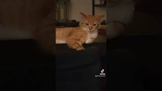 Existential crisis cat cats funny orangecat [upl. by Stanford268]