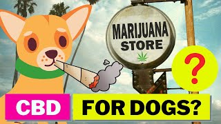 CBD FOR DOGS  Watch this before you start [upl. by Islaen]