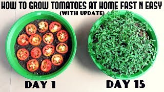 Grow Tomatoes from Tomatoes Easiest Method Ever With Updates [upl. by Borgeson]