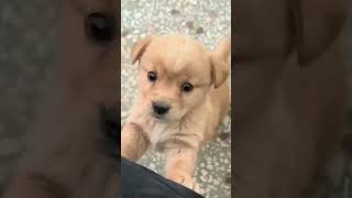 Barking 🤫 puppy puppyentertainment dog cute doglover puppydog youtubeshorts shortvideo [upl. by Aneeh351]