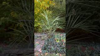 Full sun garden bed longisland newyork gardening nature cacti palm yucca fyp nature fypp [upl. by Garap]