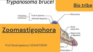 Zoomastigophora Msc Bs ADP zoology [upl. by Namsaj]