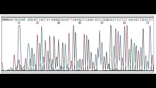 Hybrid Micro Lab 10 Polymerase Chain Reaction DNA Fingerprinting Sanger Sequencing [upl. by Giana]