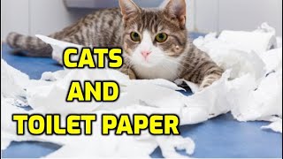 Why Do Cats Shred Toilet Paper [upl. by Nosimaj564]