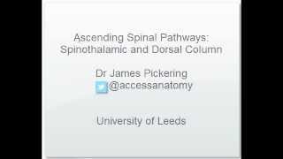 Ascending Spinal Cord Pathways [upl. by Meehyr]