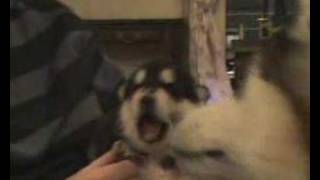 alaskan malamute puppy howling 14 days old [upl. by Issak]