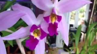 Orchid care Laelia Anceps Orchid [upl. by Iruj421]