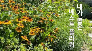 헬레니움Helenium Short n Sassy 메리골드French Marigold Fireball 내가 뽑은 Best Flower 2021 Gardening [upl. by Marcellus]