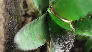 OHistrionica Bullseye froglet is out of water [upl. by Eetnod]