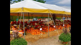 Crazy Awesome Pumpkins at Lambs Produce [upl. by Tyson436]