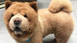 Cute Chow Chow  Chow Chow Puppy  Chow Chow  Chow Chow Dogs compilation 4 [upl. by Woo341]