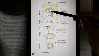 Dorsal spinothalamic tract Dorsal column medial leminiscus Pathway [upl. by Esirec64]