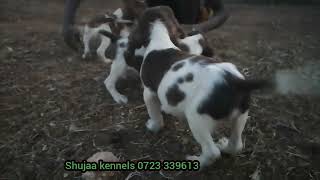 Springer spaniel puppies 0723 339613 Shujaa kennels [upl. by Rekcut]