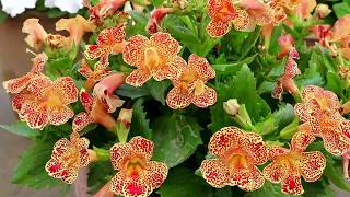 Mimulus flowers also known as Monkeyflowers [upl. by Atokad]