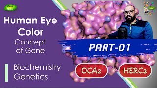 Human Eye Color Lecture  PART1  Highlight  Genes  OCA2  HERC2  Basic Science Series [upl. by Led]