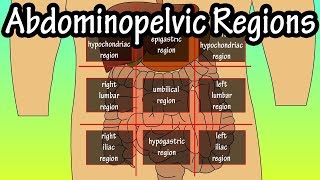 ABDOMINAL QUADRANTS AND REGIONS [upl. by Wolsky]