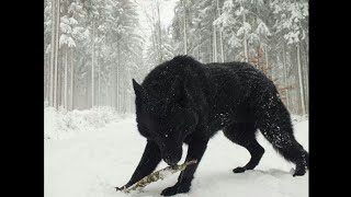 أكبر و أخطر ذئبين تم تصويرهم في التاريخ  حيوانات نادرةTwo Largest Wolf ever caught on tape  Rare [upl. by Charlean]