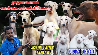 🛑வெறும் 500 ரூபாய் முதல் ராஜபாளையம் கன்னி நாட்டு நாய்கள்  Native Dogs  Trending Vlogs Thamil [upl. by Eckardt]