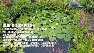 The Best Oxygenating Pond Plants [upl. by Cottrell470]