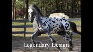 Leopard Appaloosa Friesian Stallion Legendary Design [upl. by Nickolai]