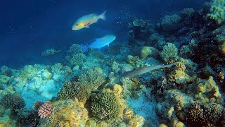 Snorkelling Filitheyo island resort house reef Faafu Atoll Maldives Dec 2022 4K [upl. by Orihakat]