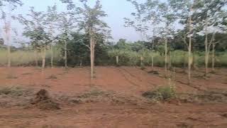 Red sandal plants Vizag Farm lands In Anakapalli  Kasimkota Farm land Layouts  investment plots [upl. by Yzzik]