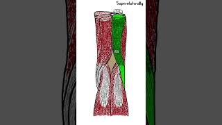 Popliteal fossa  Anatomy  shorts [upl. by Francesca68]