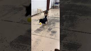 Dog dribbles ball in daycare dogdaycare funnydog [upl. by Leod]