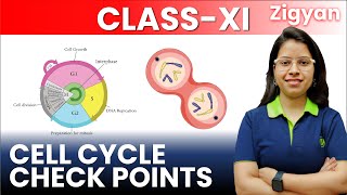 Cell cycle checkpoints  Lecture 2  Cell cycle and cell division  Class 11th  Biology  NEET [upl. by Aenad913]