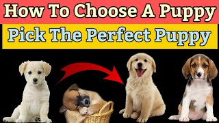 How To Choose Your Puppy In Hindi  Know Everything Before Buying  How to pick tha perfect puppy [upl. by Junna]