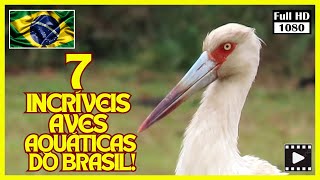 AVES AQUÁTICAS DO BRASIL  MAGUARI COLHEREIRO ANIMAL CANTANDO Animais PlanetaAves MundoAnimal [upl. by Hallock]