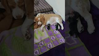 New Born Beagle Puppies [upl. by Bethesda]