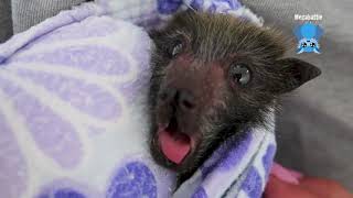 Baby bat after a feed this is Icicle doing yawns [upl. by Thema341]