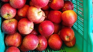 Redlum gala Apple Variety क्रेटो में के आज के रेट Today Apple market of gala Variety in Kullu [upl. by Anaujal158]