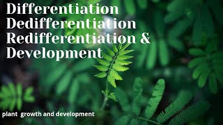 DifferentiationDedifferentiation Redifferentiation ampDevelopmentPlant growth and development p2 [upl. by Innad]