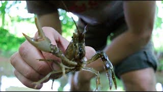 Crayfish cooking  Trapping Boiling and Eating CRAYFISH Crawfish Lobster Roll Recipe [upl. by Gregorius163]