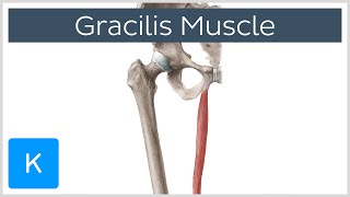 Gracilis Muscle  Function amp Origins  Human Anatomy  Kenhub [upl. by Ainevuol]