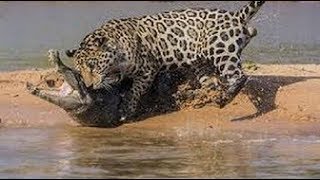 Leopard Attacks and Eats Crocodile Animals Attack National Geographic Animals [upl. by Harlen]