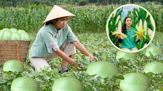 Harvesting Melon Fresh and Nutritious Recipes for FamilyFriendly Meals [upl. by Enywad]