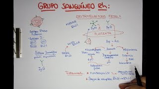 Grupo Sanguíneo Rh  Eritroblastosis Fetal [upl. by Gibb]