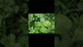 CLOVERphoto collection page77Fiveleaf clover with one coneshaped leaf httpsacod8nK68lO [upl. by Akeenat556]