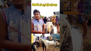 32கிலோ ஆடுRs22000 ரெட்டேரி ஆடு சந்தைRetteri goat market [upl. by Sucirdor]