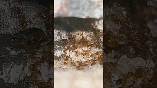 Pheidole Vistanna Colony growing strong myrmecology observe ants nature [upl. by Aicatsana901]