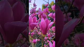 The magnificent magnolia flowers magnolia flowerplants flowerviewflowertypesnatureviewshorts [upl. by Lolanthe]