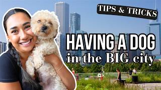 Tips amp Tricks for having a dog in the big city [upl. by Lleryt]